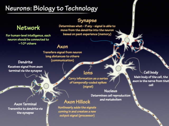 Neurons-Biology-to-Technology-fig1
