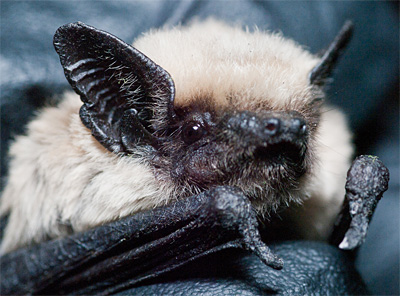 Ugly-ass bat