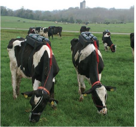 Cow sensors 01