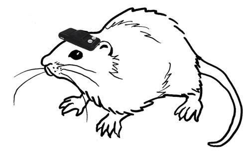 Rat with magnet on  head