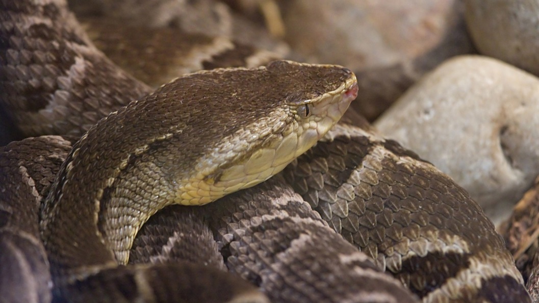 snake-venom-blood-clot