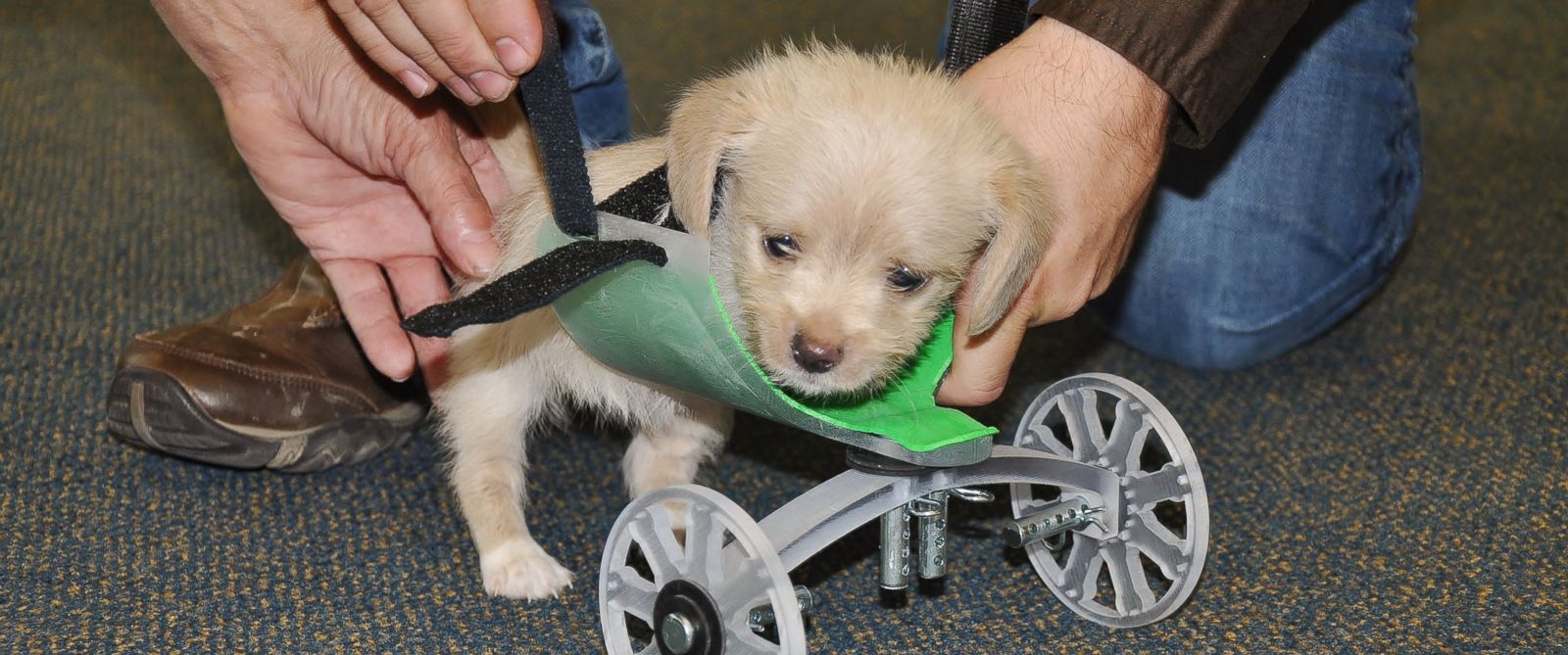 Puppy_Wheelcart