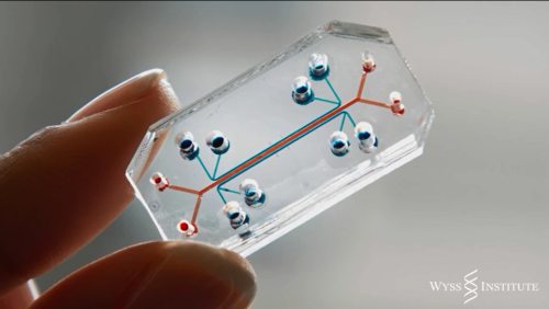 Harvard University organ on a chip