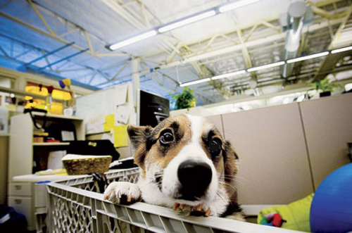 Dogs in Google office