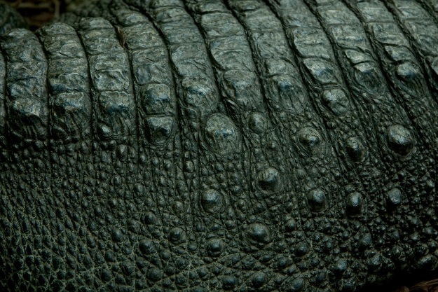 Crocodile skin