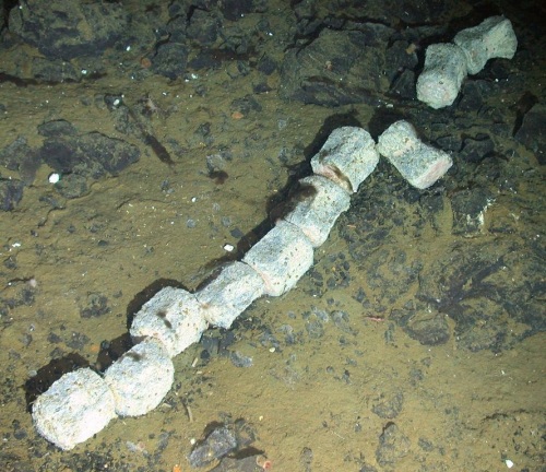 Whalebone vertebrae