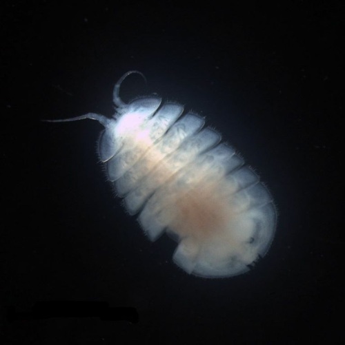 Ophryotrocha polychaete worm