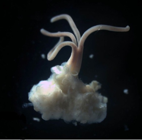 Oseda bone eating polychaete worm.