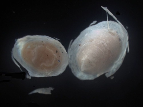 Osteopeltid limpets