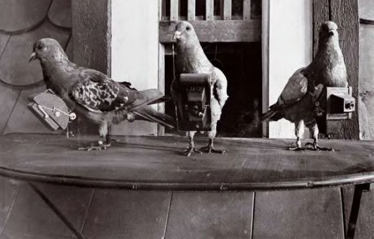 pigeoncamera1