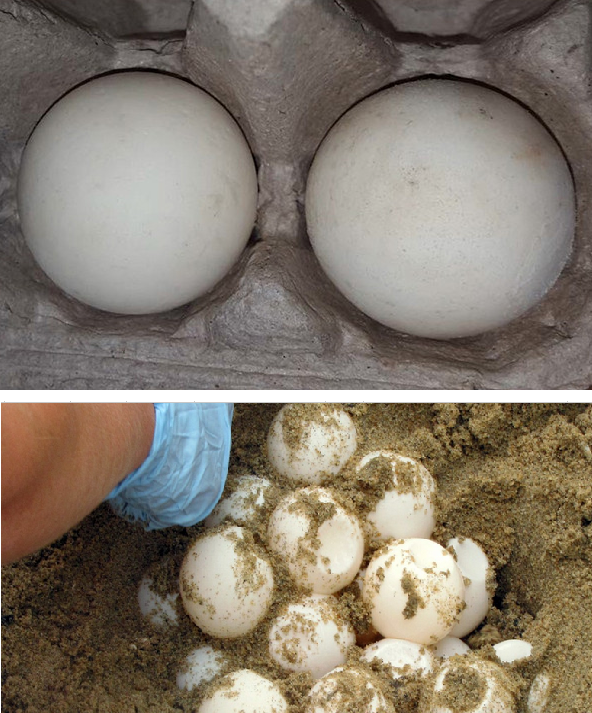 3D printed sea turtle eggs