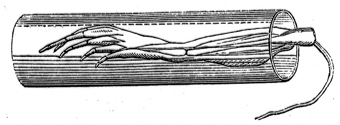 Frog galvanoscope