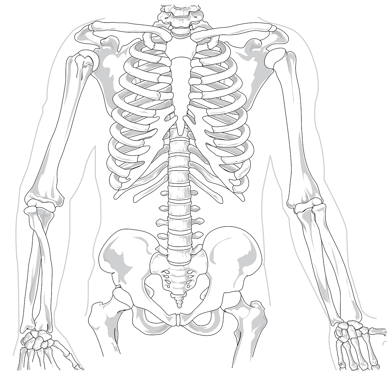 Skeleton