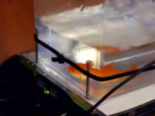 Close-up of Studio Diip fish tank vehicle