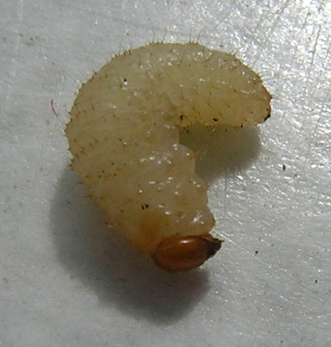 A maggot