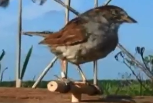 Robosparrow