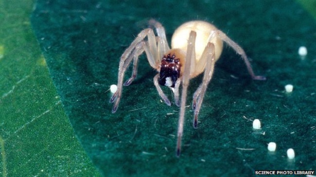 Yellow_sac_spider