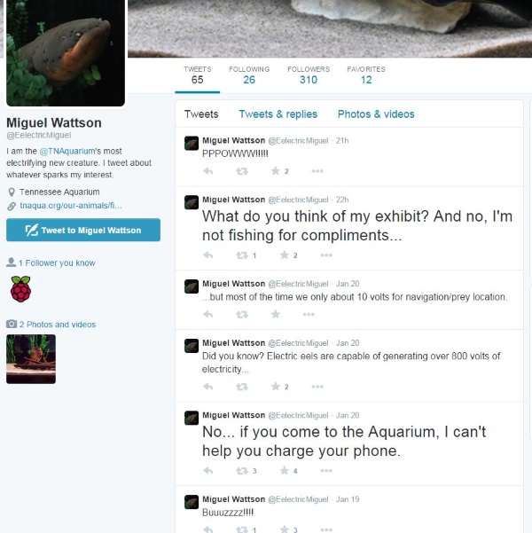 Electric Eel Tweets 03