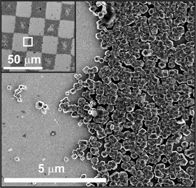 Group creates magnetic bacteria, could lead to biocomputers