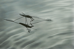 Water strider robot jumps across water