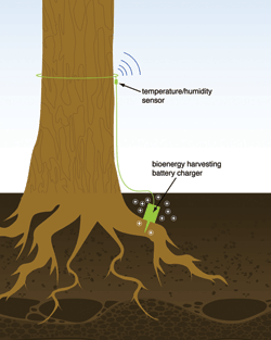 Sensor system powered by trees