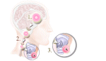 Brain wave sensor enables voiceless speech