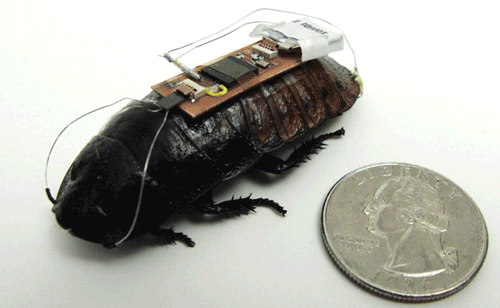 Wirelessly controlled cockroaches could save the day