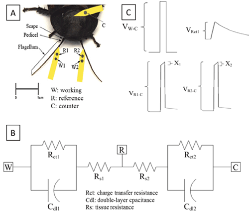 Wirelessly controlled cockroaches could save the day