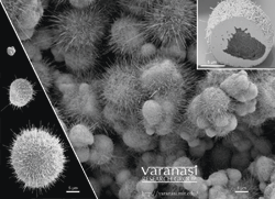 Experiment controllably produces particles bristling with nanowires