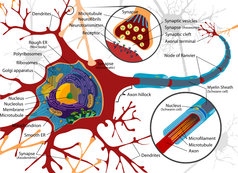 Neural_Cell_Diagram