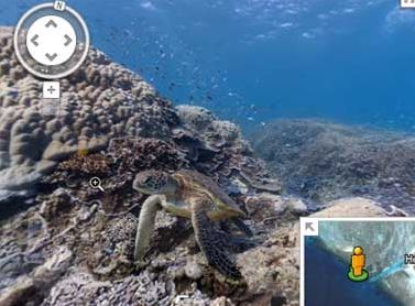 Sea_Turtle_Google_Street_View