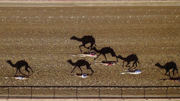 Al-Marmoum-Camel-Race