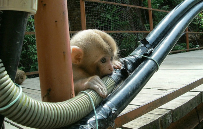 Monkey chewing on cable