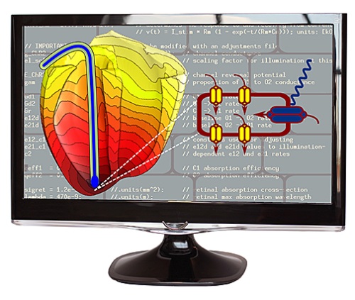 Computer model of heart