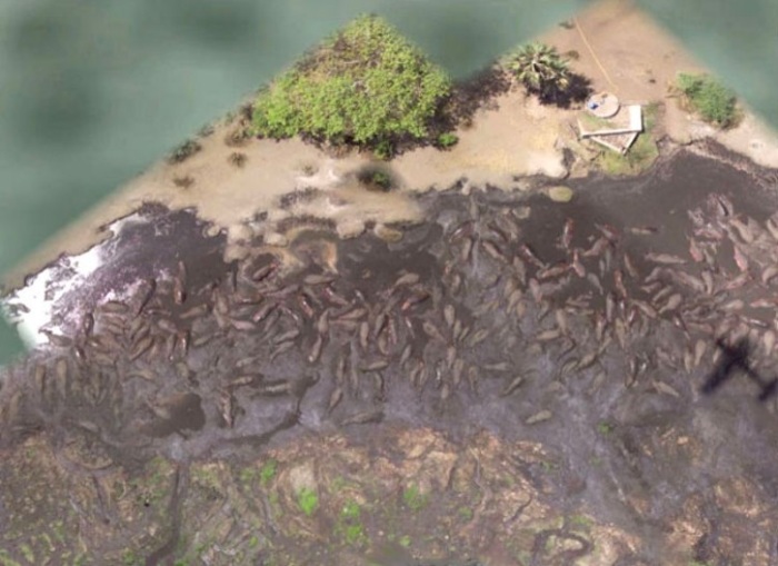 Google Earth Bathing Hippos