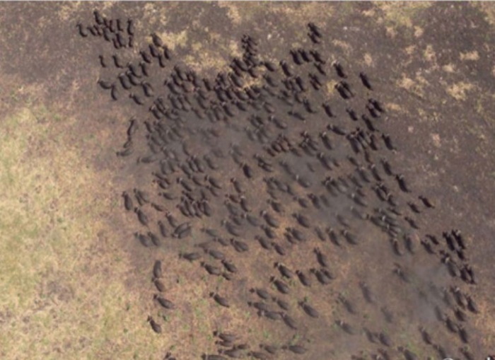 Google Earth Buffalo Herd