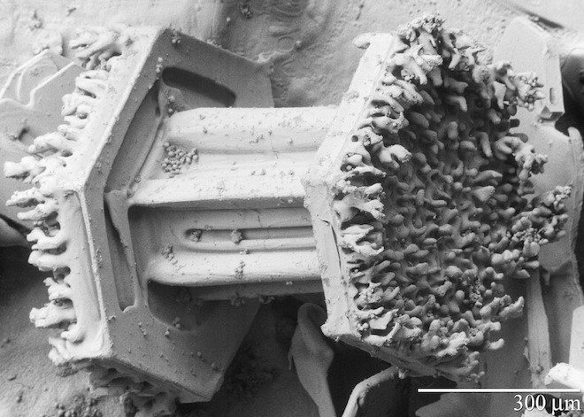 Electron_Microscope_Snow_3