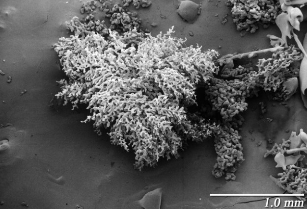 Electron_Microscope_Snow_6