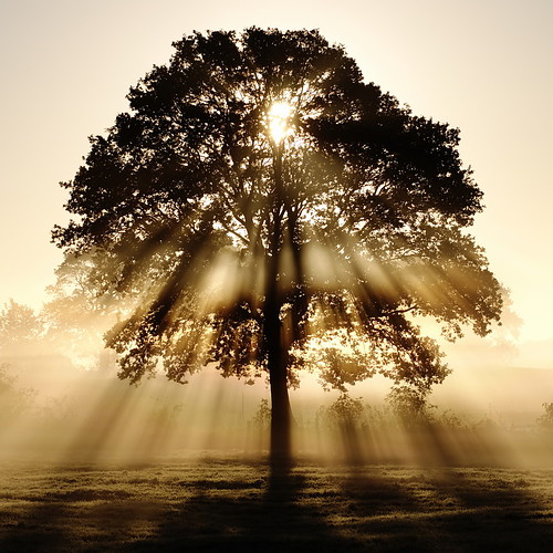 Light shining through tree