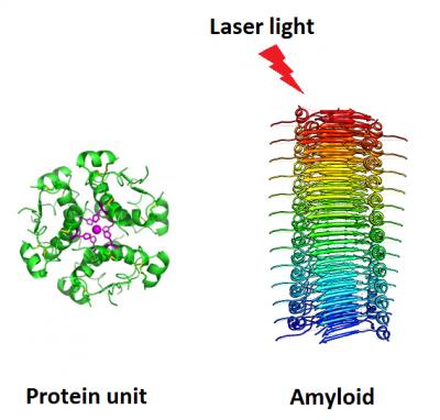 Alzheimers protein