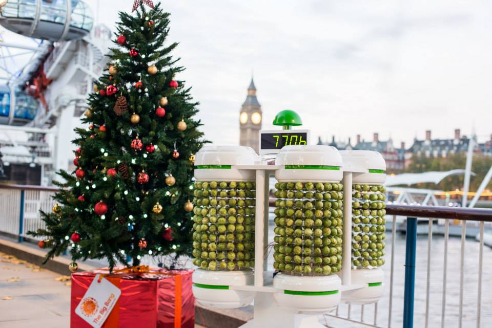 Close-up of Brussels sprout trees