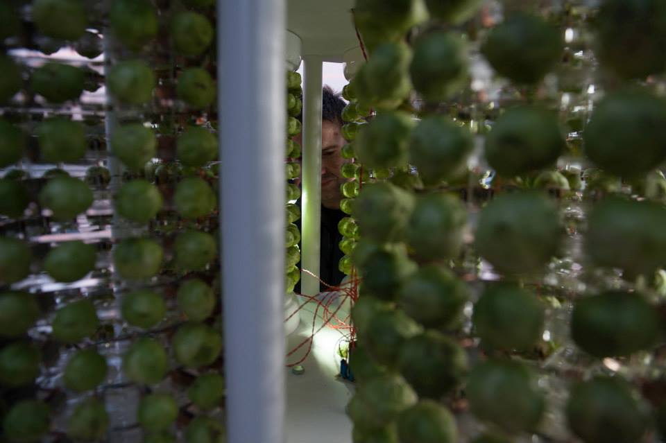 Wiring for Brussels sprout Christmas tree