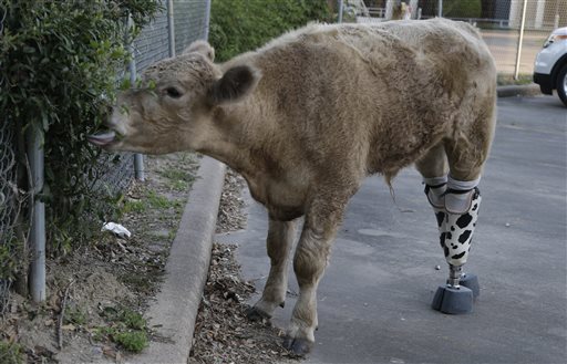 calfprosthetics