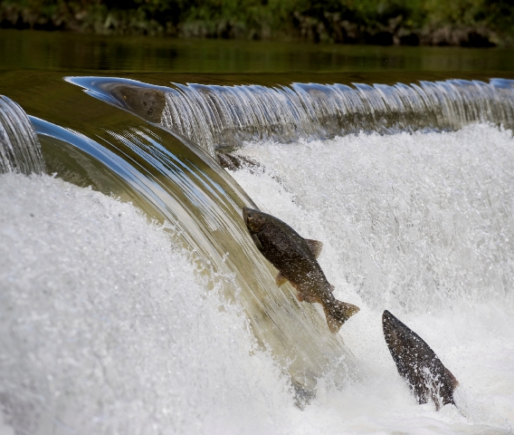 Salmon swimming upstream