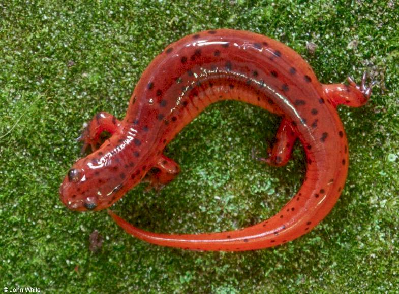 Salamander