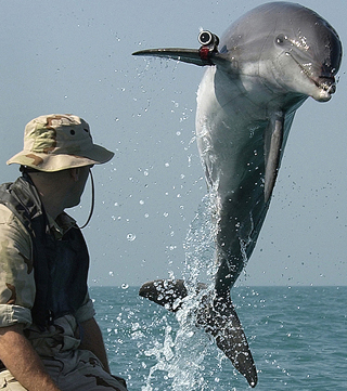 Weaponized Dolphins