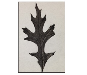 Carbonized leaf