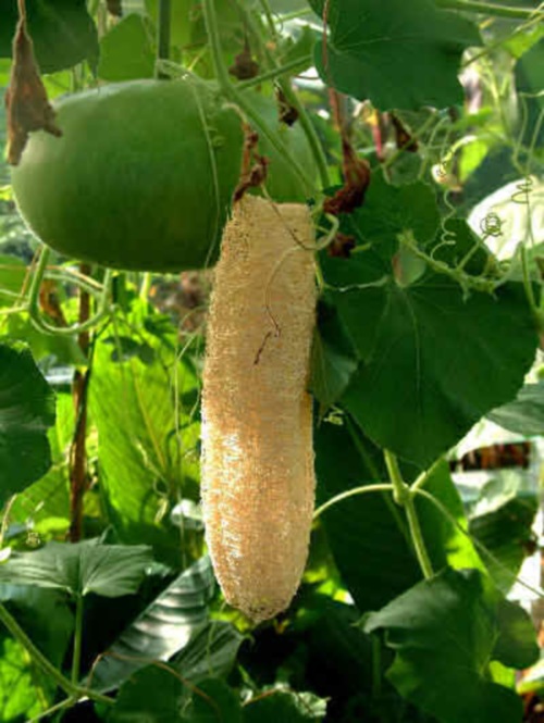 Loofah plant