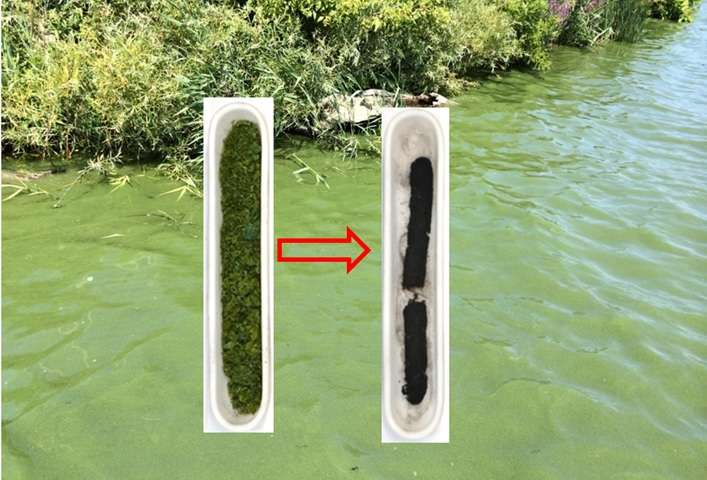 Algae battery