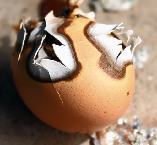 Egg burned after exposed to solar scorcher